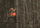 The Mid-Gun-Season Blues: When Times Get Tough
Morning Hunts
I believe your chances are best during this period when you hunt a morning stand back in the timber. When the