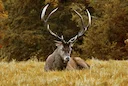 Rothirsch Hegeschau 2026: 50 Jahre Jagd-Tradition in Walenstadt

Rothirsch Hegeschau 2026 in Walenstadt: 50 Jahre Jagd-Tradition im Kanton St. Gallen. Programm, Fakten zu
