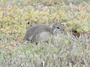 Piute-grondseekhoring (Urocitellus mollis), 4 of 4