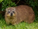 Rotshyraks (Procavia capensis), 1 of 4