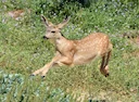 Swartstertreebok (Columbiase swartstertreebok) (Odocoileus hemionus columbianus), 2 of 4