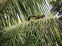 Guayaquil-seekatjie (Sciurus stramineus), 3 of 4