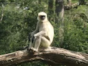 Malabar se heilige langur (Semnopithecus hypoleucos), 2 of 3