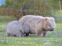 Kaalkaak-wombat (Vombatus ursinus), 3 of 6