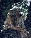 Leopard Hunting in Cameroon: A Hunter's Guide

This article provides a comprehensive overview of leopard hunting in Cameroon, covering everything from regulations and hun