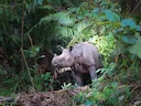 Javase neushoring (Rhinoceros sondaicus), 1 of 3