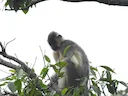 Kaplangur (Trachypithecus pileatus), 2 of 6