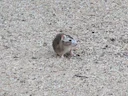 Swartrot (Rattus rattus), 4 of 4