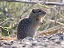 Idaho-grondseekat (Urocitellus brunneus), 3 of 5