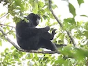 Siamang-giboen (Symphalangus syndactylus), 2 of 3