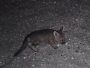 Kaapse jakkals (Vulpes chama), 3 of 5