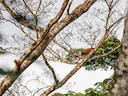 Thollon se rooi kolobus (Piliocolobus tholloni), 4 of 5