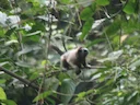 Witvoettamaryn (Saguinus leucopus), 2 of 5