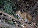 Roesgevlekte kat