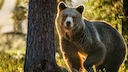 Michigan Bear Hunters Celebrate Strong 2025 Season with Near 2,000 Bear Harvest
Preliminary data reveals a successful season with a harvest above the five-year average, Michigan Bear Hunters Celebrate Strong 2025 Season with Near 2,000 Bear Harvest
Preliminary data reveals a successful season with a harvest above the five-year average,