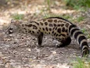 Bourlon-se-genet