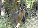Moeraswallaby (Wallabia bicolor), 3 of 4