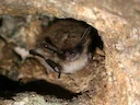 Baardvlermuis (Myotis mystacinus), 1 of 3