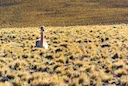 Caza en Los Ríos, Chile: Especies, Temporadas, Clubes y Tradiciones Mapuche en un Entorno Natural Único

Un escenario ideal para la caza: geográficos y naturales
La regió