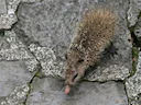 Stertlose tenrek (Tenrec ecaudatus), 1 of 2