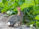 Woestyn-katoenstertkonyn (Sylvilagus audubonii), 2 of 3
