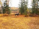 Living in Alaska, another part of our efforts to be self-sufficient is living off the land as much as possible. “Filling your freezer” is a common phrase here, and there Living in Alaska, another part of our efforts to be self-sufficient is living off the land as much as possible. “Filling your freezer” is a common phrase here, and there