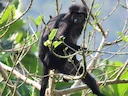 Wes-Java-langour (Trachypithecus mauritius), 5 of 5