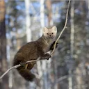 Loom, keda ei näe väga tihti! 🌲