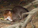 Vlakkat (Prionailurus planiceps), 2 of 3