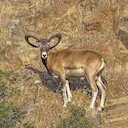 Արևելյան ոչխար (Մուֆլոն)