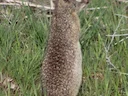 Idaho-grondseekat (Urocitellus brunneus), 2 of 5