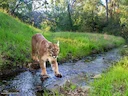 Bergleeu (Puma concolor), 12 of 14