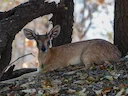 Sharpe se grysbok (Raphicerus sharpei), 4 of 6