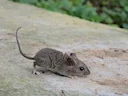 Polinesiese rot (Rattus exulans), 3 of 5