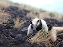 Noordelike tamandua