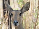 Suiderrietbok (Redunca arundinum), 5 of 5