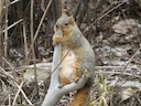 Oosterse vosseekster (Sciurus niger), 4 of 4