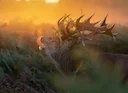 A Brilliant Day Capturing Stags in the Wild

Yesterday was another brilliant day, and I finally had the chance to capture stags like this for the first time! A huge thank