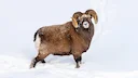 Sneeuwskaap