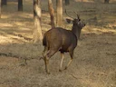 Indiese sambar (Rusa unicolor), 8 of 11