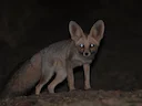 Rüppell-seeënd (Vulpes rueppellii), 3 of 4