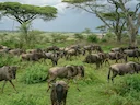 Exploring the Ansongo-Ménaka Animal Reserve: Laws, Clubs, Legislation. A Hunter’s Guide to Access and Opportunities in the Gao Region

The Ansongo-Ménaka Animal Reserve, 