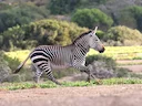 Bergzebra