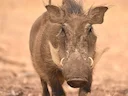 Common Warthog (Phacochoerus africanus), 4 of 4