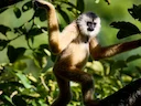Cao-vit-kamgibbon