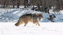 Washington wolf livestock rule change up for comment
If a new rule is passed, Washington livestock owners will have to prove that they already tried non-lethal conflict m