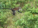 Mona-aap (Cercopithecus mona), 2 of 4