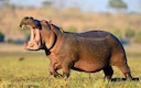 Hippo Attack in Zambia: Elderly Man Killed in Mambwe District - Wildlife Conflict & Safety Alert for Hunters & Adventurers

A 75-year-old man, Tyson Sakala, was killed by