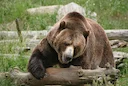 Bruinbeer (Eurase bruinbeer) (Ursus arctos arctos), 3 of 3