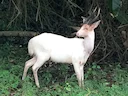 Noordelike bosbok (Tragelaphus scriptus), 4 of 5